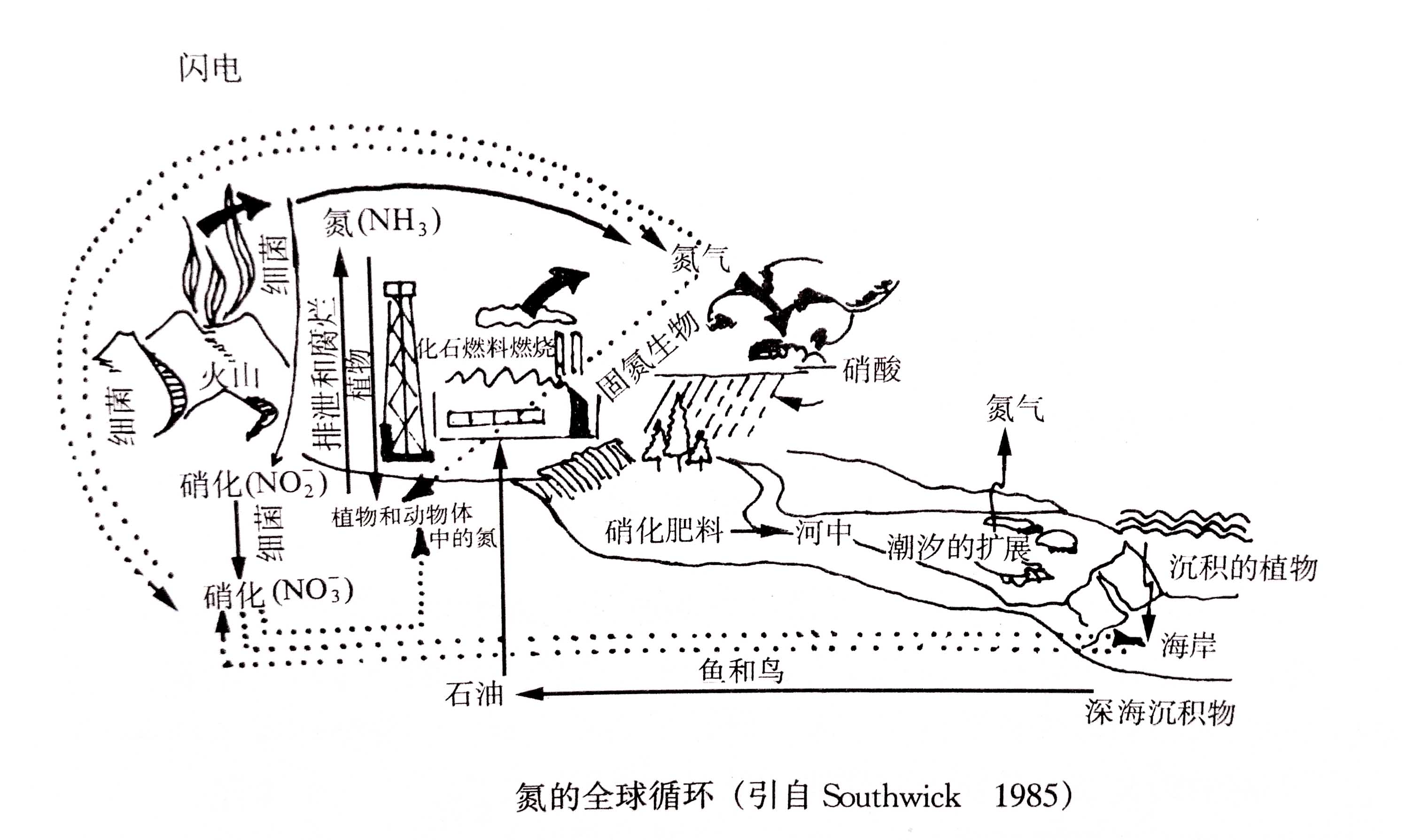 生態(tài)系統(tǒng)的物質(zhì)循環(huán)——氮、磷、硫循環(huán)